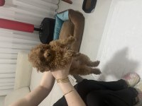 Acil poodle köpeğimiz