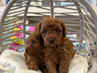 Dişi Kore Poodle