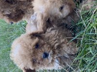 Orjinal Maltipoo Bebekler
