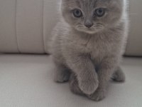 ORJİNAL SAFKAN BRITISH SHORTHAIR LILAC YAVRU
