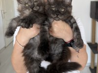 Maine Coon Erkek Wcf Kayıtlı (Pet)