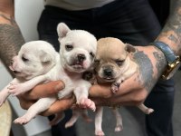 Orjinal chihuahua yavrular
