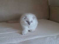5 Aylık yeni yuvasına hazır kedim