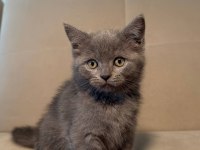 British Shorthair 2 Aylık Yavrular