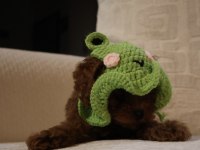 Kore poodle yavrularımız teslime hazırdır