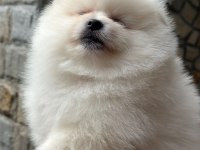 erkek pomeranian