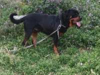 2 yaşında rottweiler