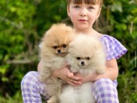 Mersin Pomeranian Boo Sevimli Pomeranian Yavruları.