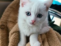 2 aylık british shorthair odd eyes