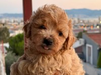Sağlık ve ırk garantili maltipoo yavrular