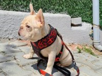 Evinize neşe katacak french bulldog yavrumuz