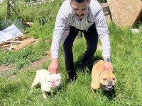 French bulldog dişi erkek yavrular
