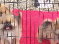 Bayram özel kampanya bayram şekerleri pomeranian boo