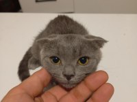 Scottish fold
