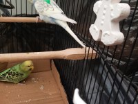 Büyük çift bölmeli salma kafes ve 4 kuş 3 dişi 1 erkek