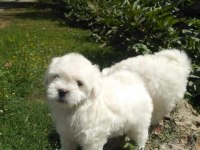 Maltese Terrıer Yavruları
