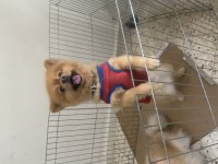Pomeranian 1 yaşında sağlıklı paşam