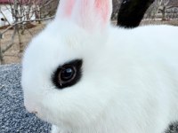 HOLLANDA CÜCE YAVRU TAVŞAN (HOTOT)