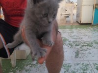 British shorthair yavru dişi