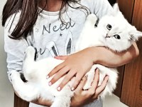 9 aylık british shorthair blue point