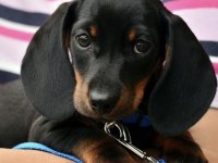 A kalite dachsund yavrular