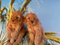 Maltipoo yavrularım yeni sahibini bekliyor