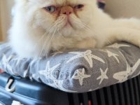 EXOTİC SHORTHAİR KEDİMİ SAHİPLENDİRMEK İSTİYORUM