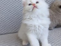 Sadece Aileye British Longhair