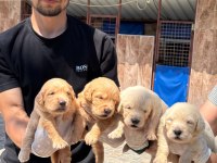 Golden retriever yavrularımız
