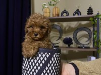 Çin Poodle 650 gr Red Brown