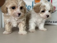 Çok özel tea cup kore maltipoo yavrularımız