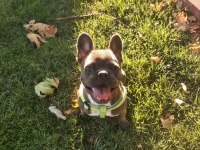 Sahiplendirmek üzere 7 aylık french bulldog