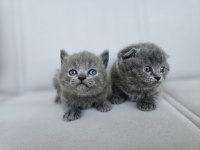 Gri scottish fold dişi yavru