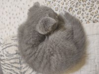 Scottish fold kedim