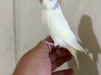 30 GÜNLÜK HARİKA ERKEK BEBEK MUHABBET KUŞU