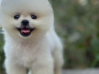 ORJİNAL POMERANİAN BOO KÖPEKLER
