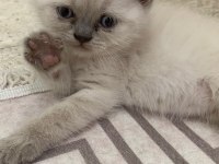 Blue point british shorthair bebeklerim