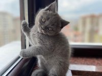 BRİTİSH SHORTHAİR KEDİMİZ