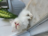 İran Kedisi Egzotik Longhair 2 Aylık Dişi