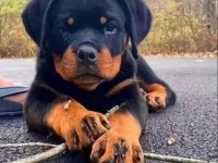 A Şecereli Anne Babanın Kaliteli Rottweiler Bebekleri