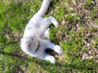 3 yaşında Scottish fold