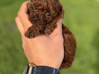 Teacup Kore Poodle Bebekler
