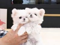 Teacup maltese bebekler