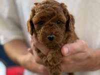 Pofuduk oyuncak gibi canlı poodle miniklerim