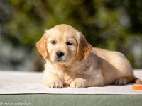 Golden Retriever Yavrular Canlı Görerek Alabilirsiniz