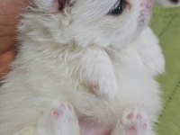 MİNİ POMERANİAN KÖPEKLER