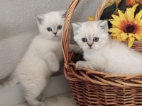 Scottish fold ve straight yavrular