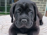 Özel seçim dev gibi cane corso bebekler