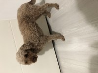 2.5 yaşında dişi poodle