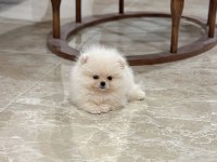 Oyuncak gibi mini boy erkek ve dişi pomeranian yavrular